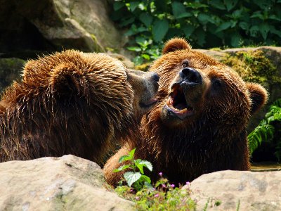Medvědi Grizzly
