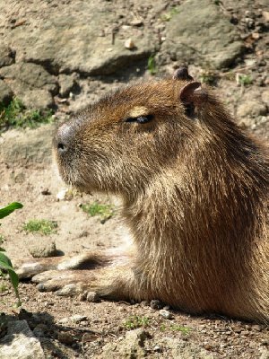 Kapybara Vodní